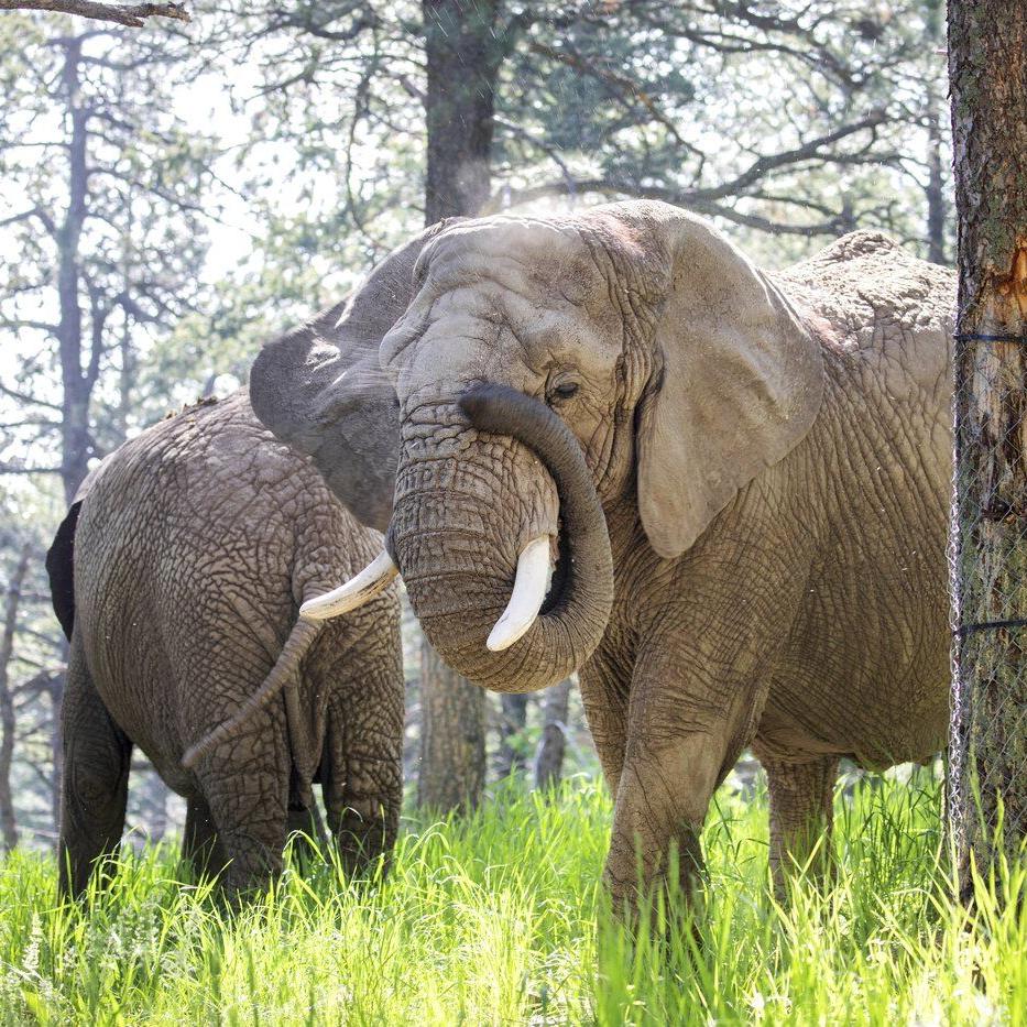 Elephants can't pursue their release from a Colorado zoo because they're not human, court says
